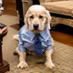 Political Pawspectives #2