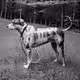 Catahoula Leopard Dog Cool-033