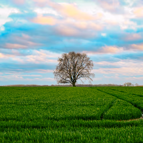 Enjoying Grass with Gig