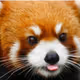 Red Panda