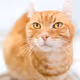 Orange cat