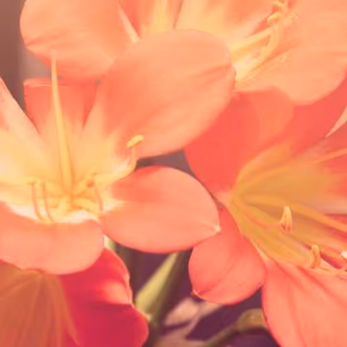 Bound Biodiversity Classified