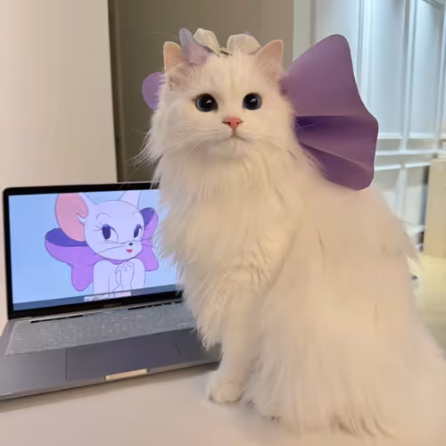 Catizzziicat