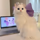Catizzziicat