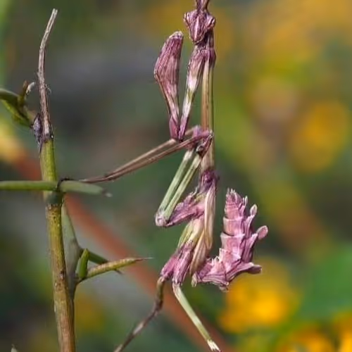 louvadeus