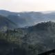 Nature collection