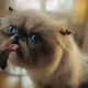 Mister Miggles