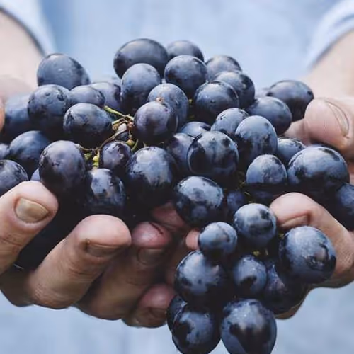 Yes Phentermine Accompanying