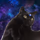 ZoraCat