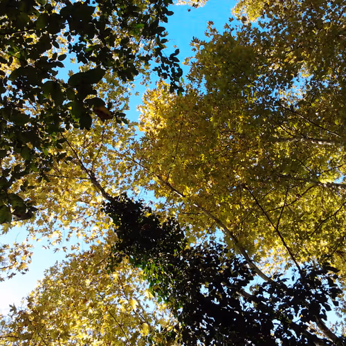 Sun Forest