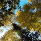 Sun Forest