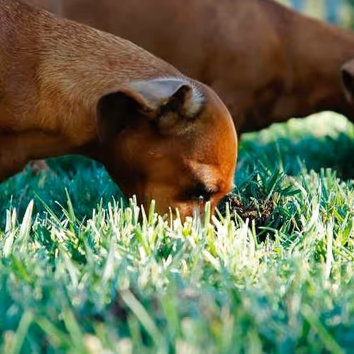 Ordering Studies Davidson