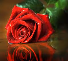 rose