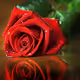 rose