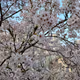 Cherry blossoms in KOREA