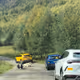 Urus vs cows