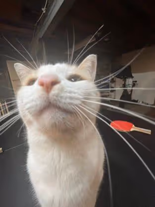 cute cat