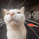 cute cat