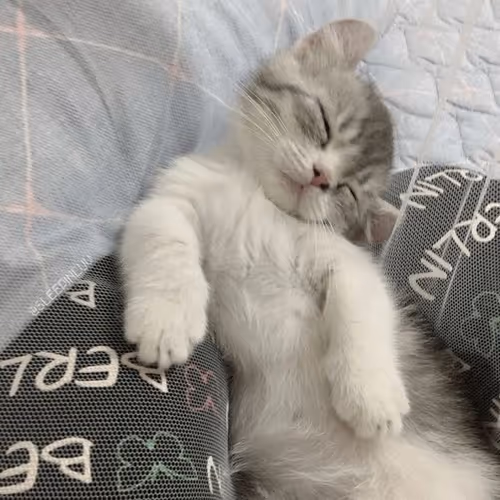cats