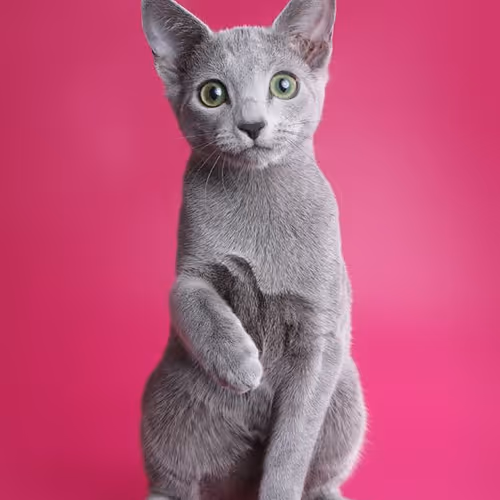 pinkcat