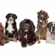 dogs