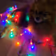 Good boy