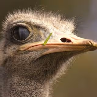 OSTRICH OF ZORA