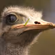 OSTRICH OF ZORA