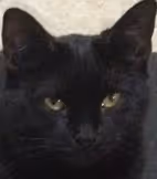 Celia Inside's where-do-i-STARTer pack