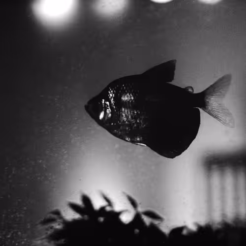 35 mm
