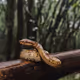 A snake on a bar.