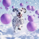 Dalmatian
