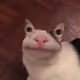 kuzma