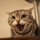 Zora Posts