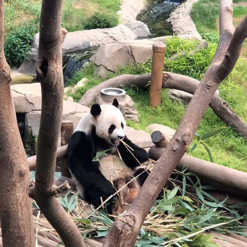 Fubao