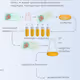 How to get recombinant proteins in E. coli