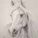 horses