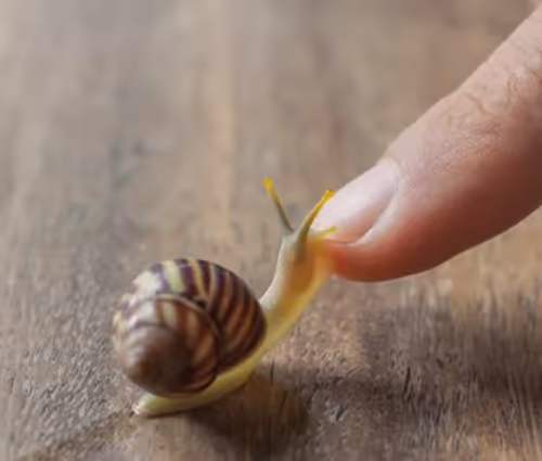 Snail