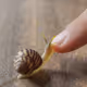Snail