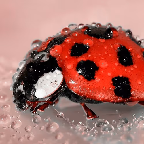 macro