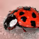 macro