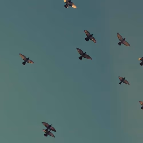 Innovative Vegetables Emerald