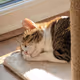 Zora Posts