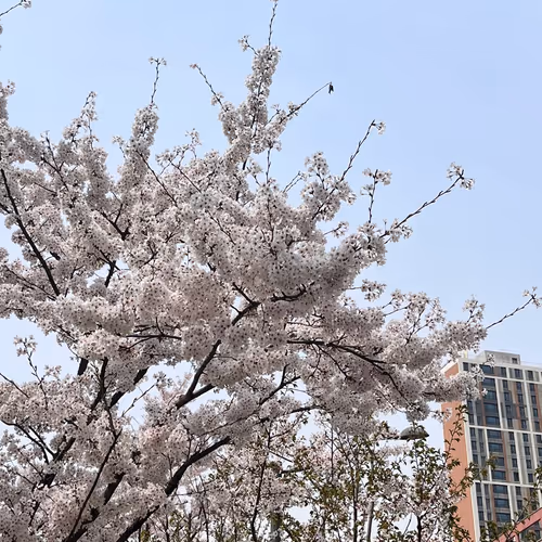 SAKURA