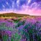 nature love