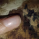 Finger