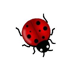 ladybug