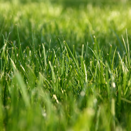 grass