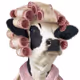 cow00