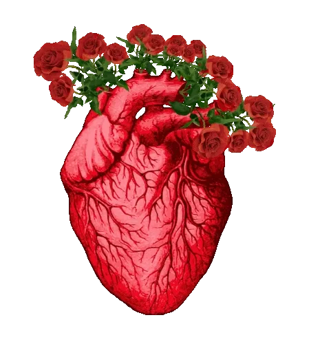 Heart